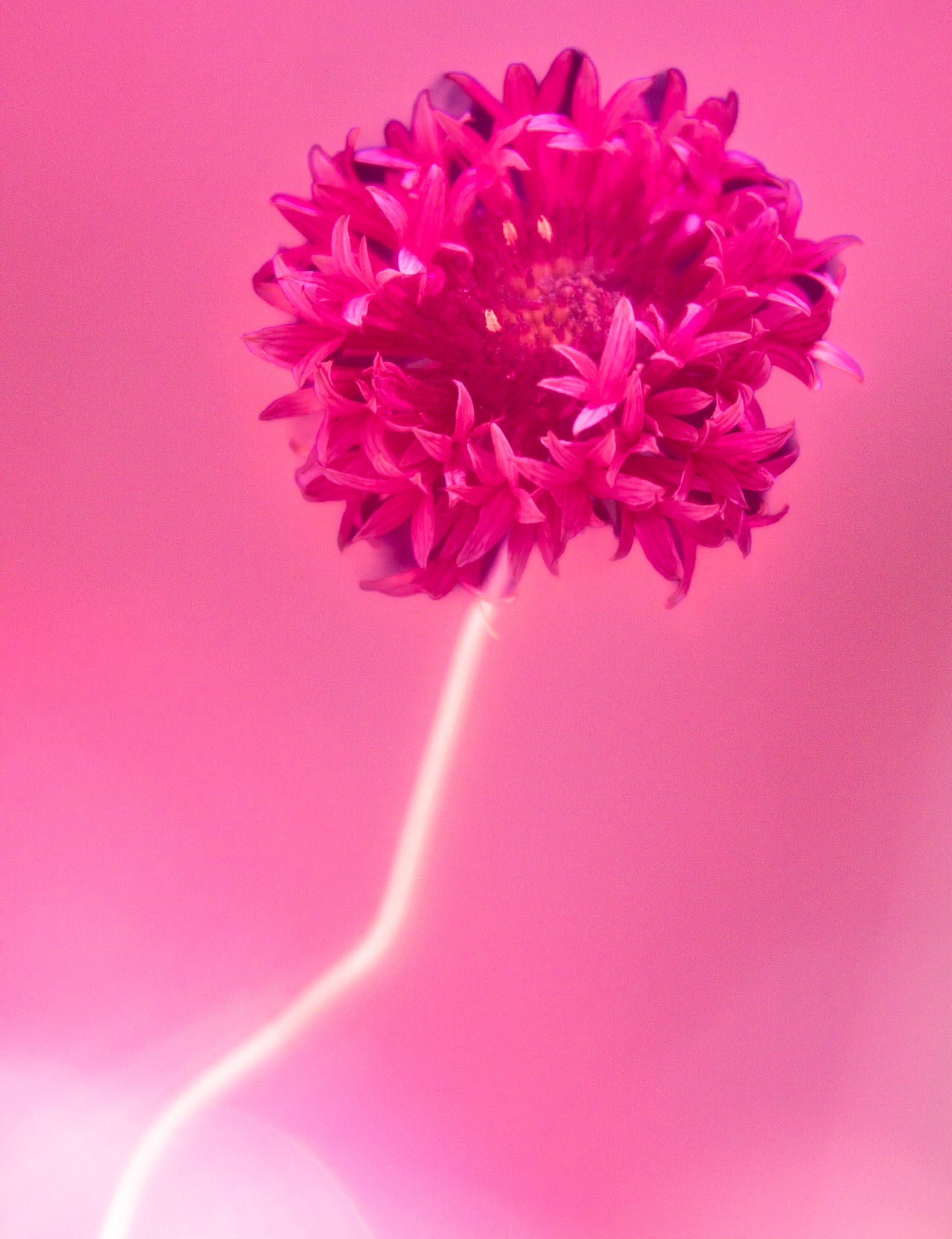 Allium Pink