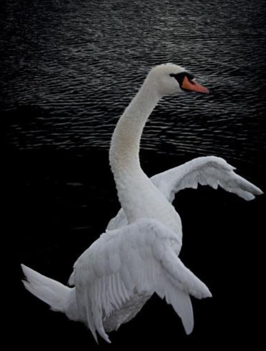 Swan Ascending
