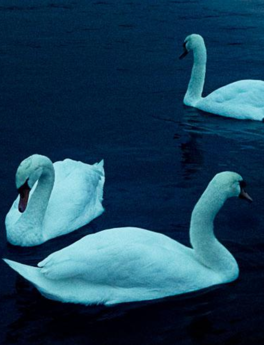 Swan Trio in Blue