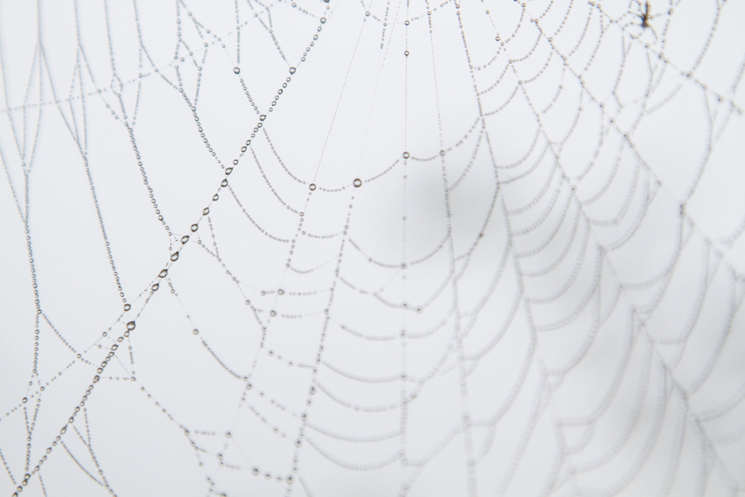 Spider Web and Dew