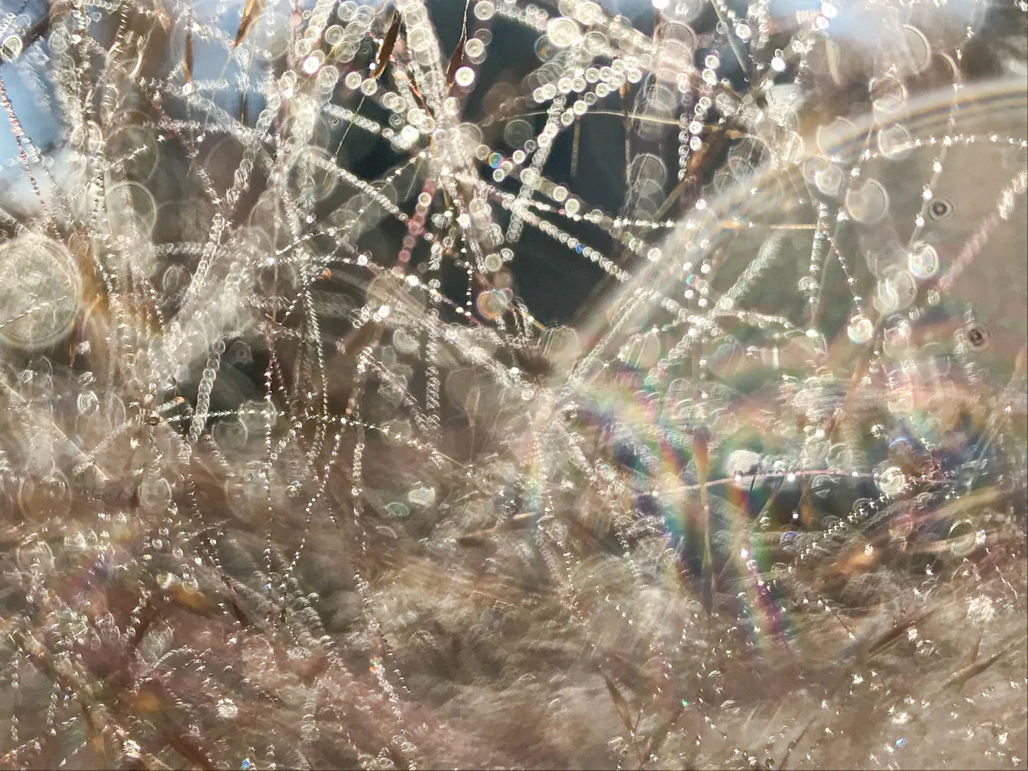Close-up of dew-covered spiderwebs in sunlight with rainbow reflections outdoors
