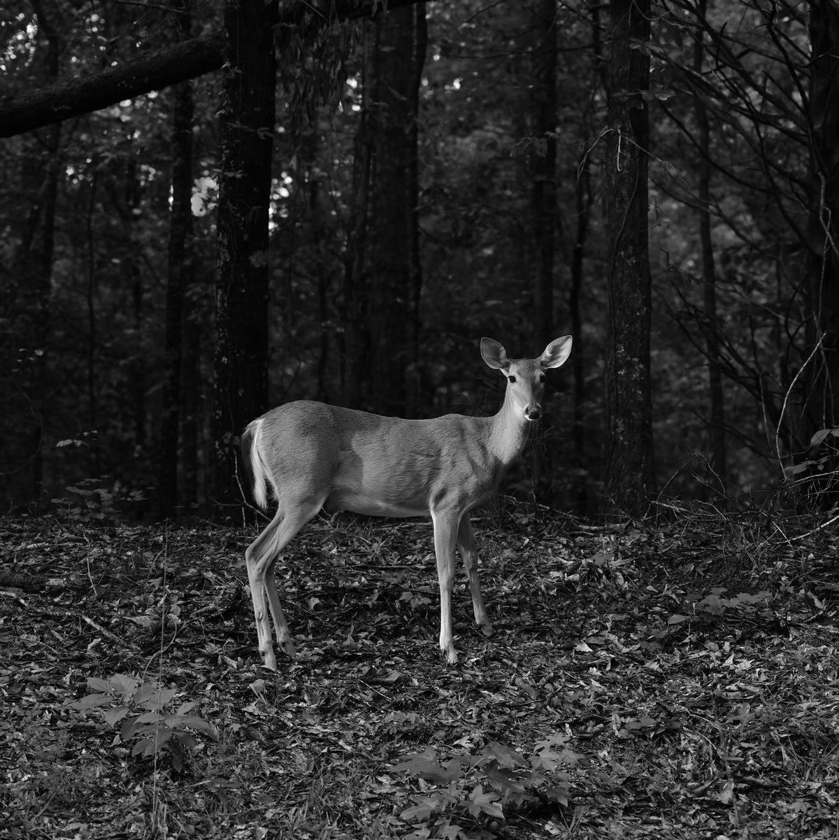Deer Looking