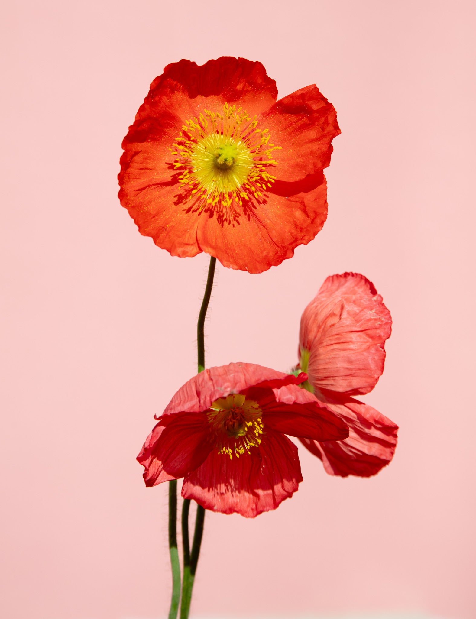 Twin Poppies, Red