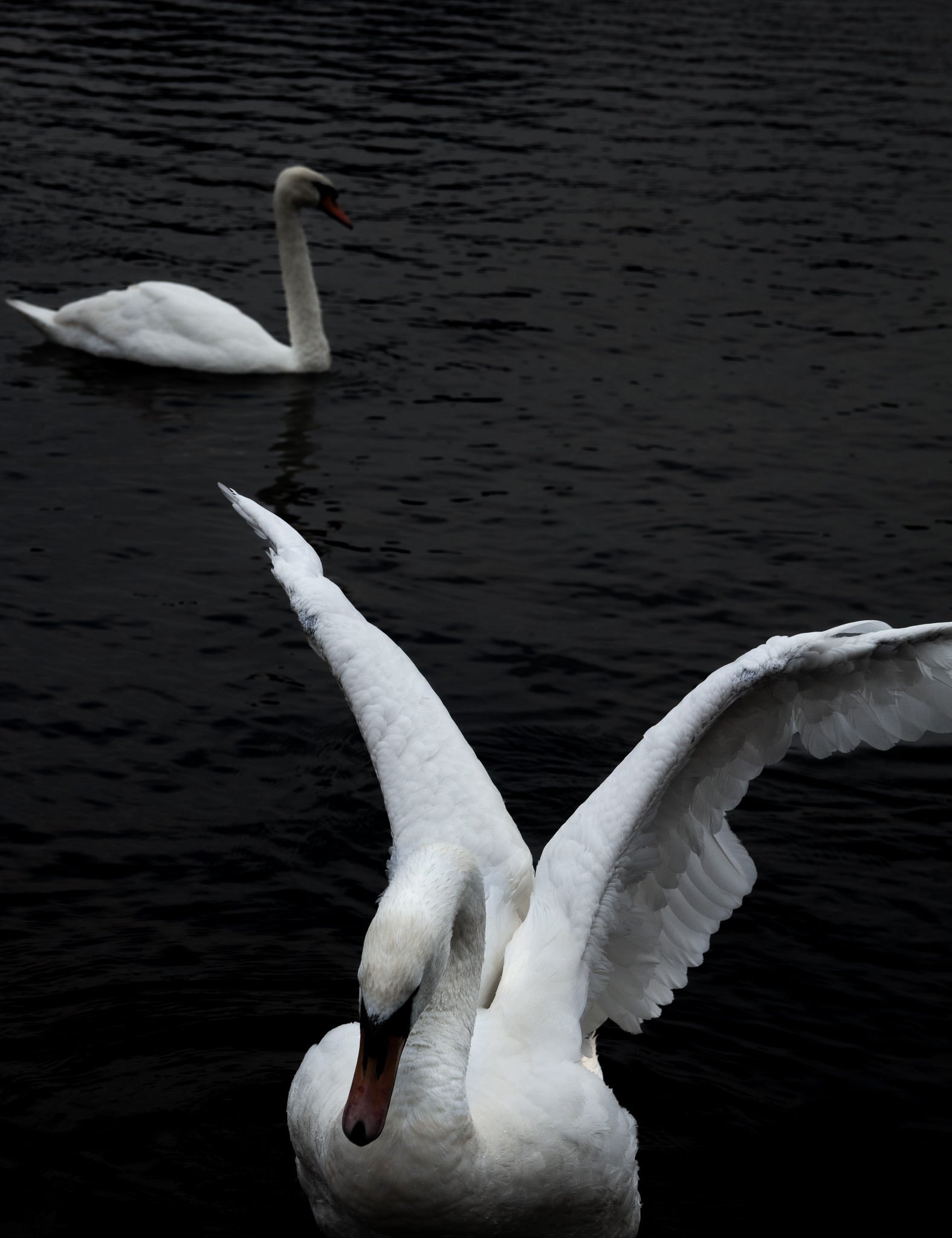 Swan Mates with Wingspan