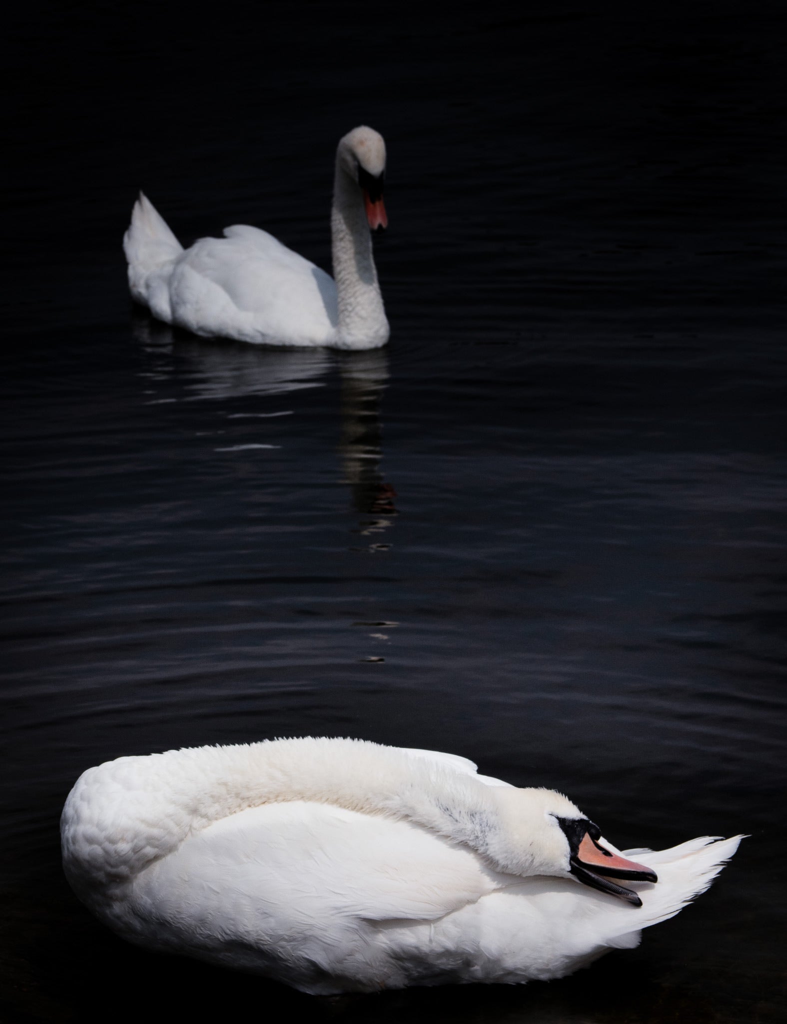 Swan Mates Resting