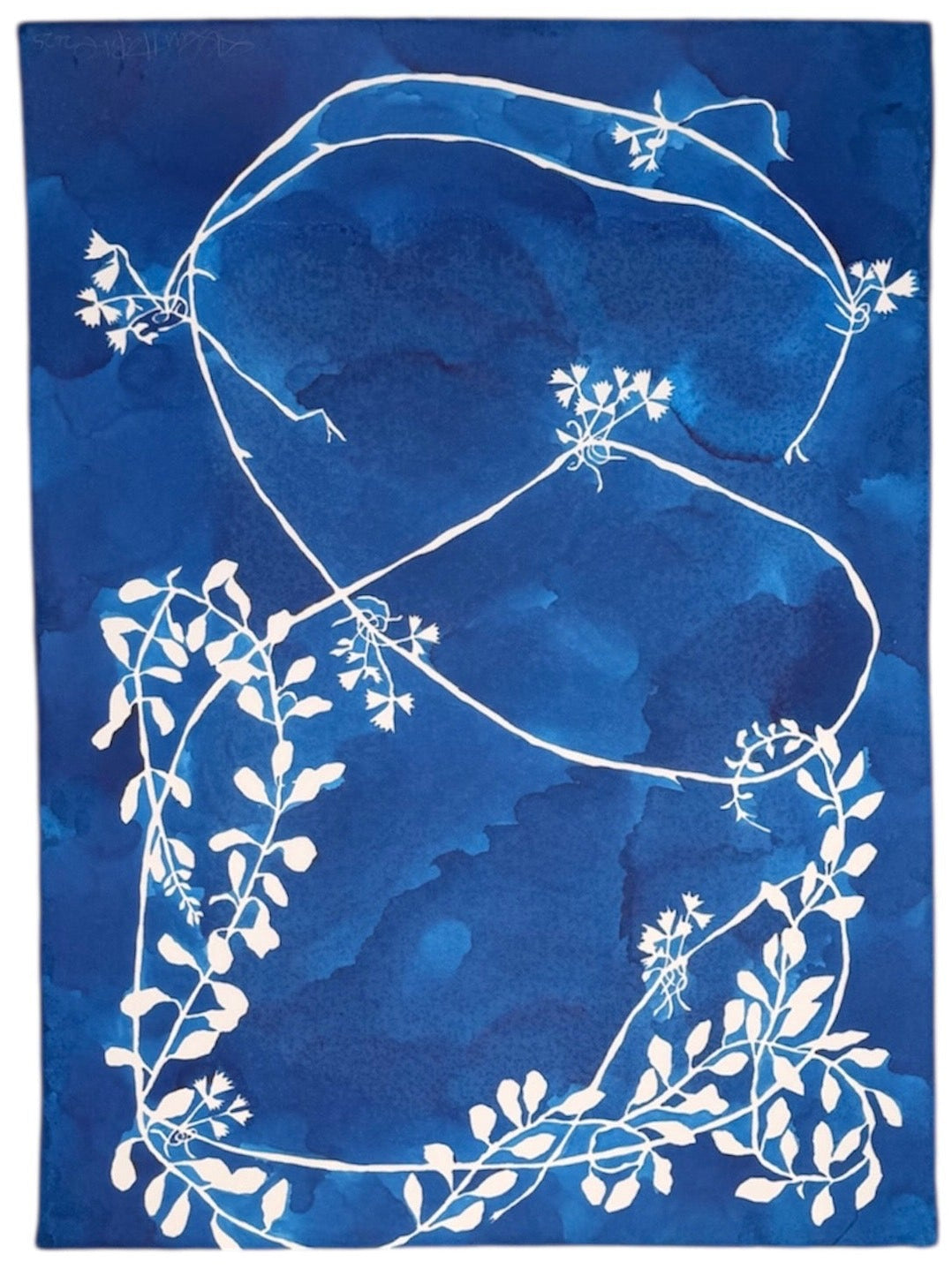 Blue Strawberry Vines