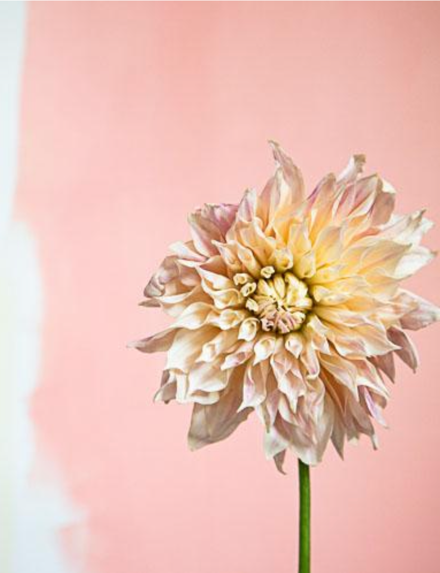 Dahlia with White