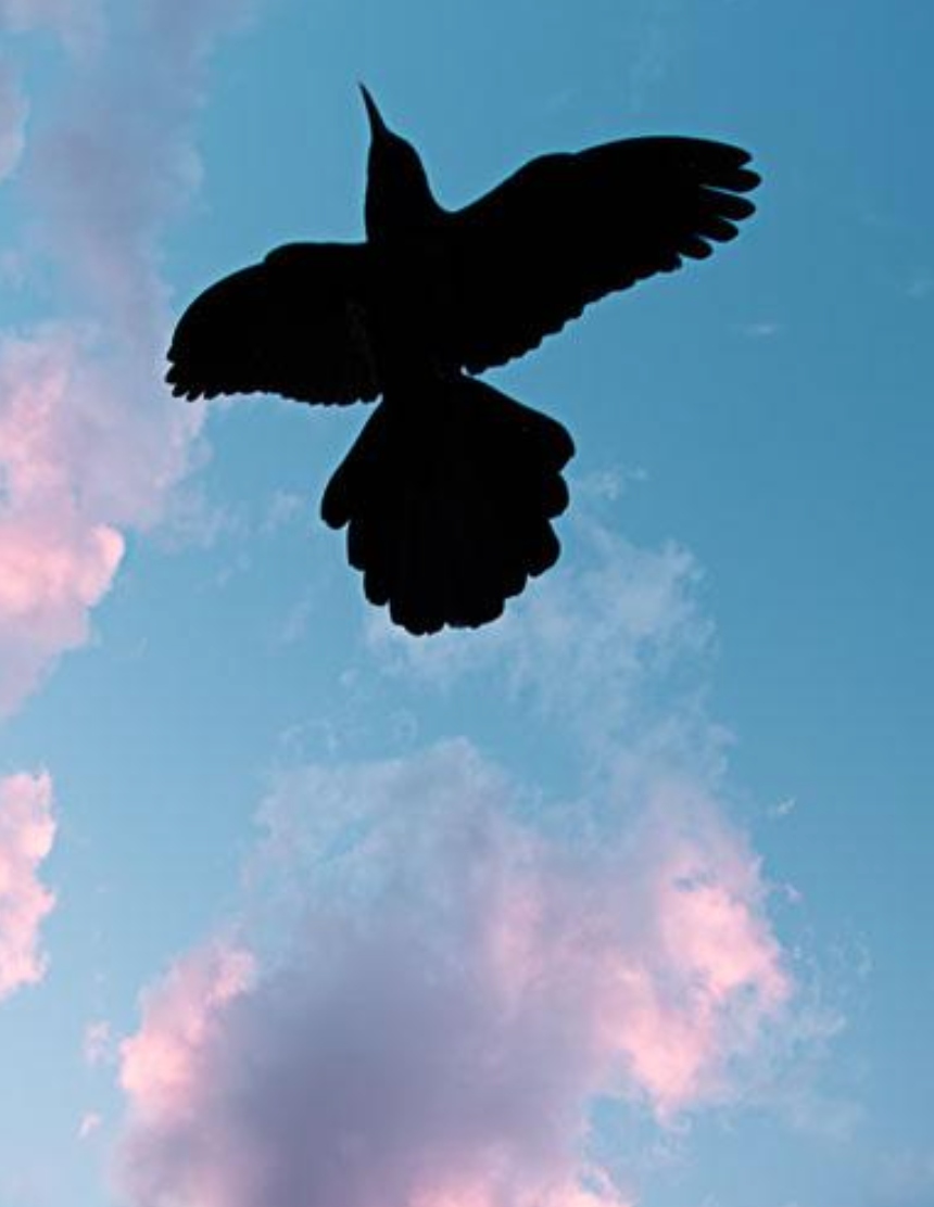 Crow, Cotton Candy Sunrise