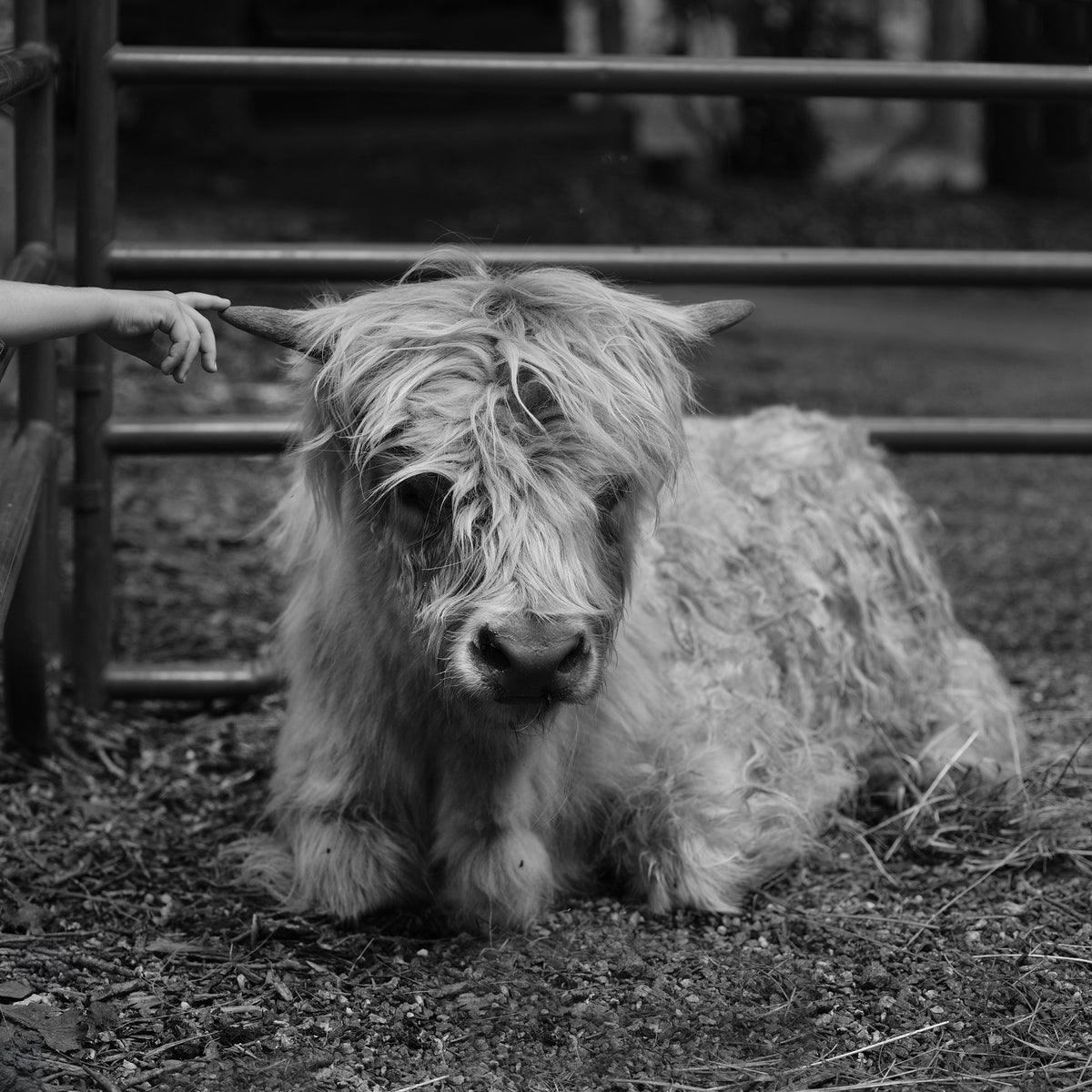 Baby Cow