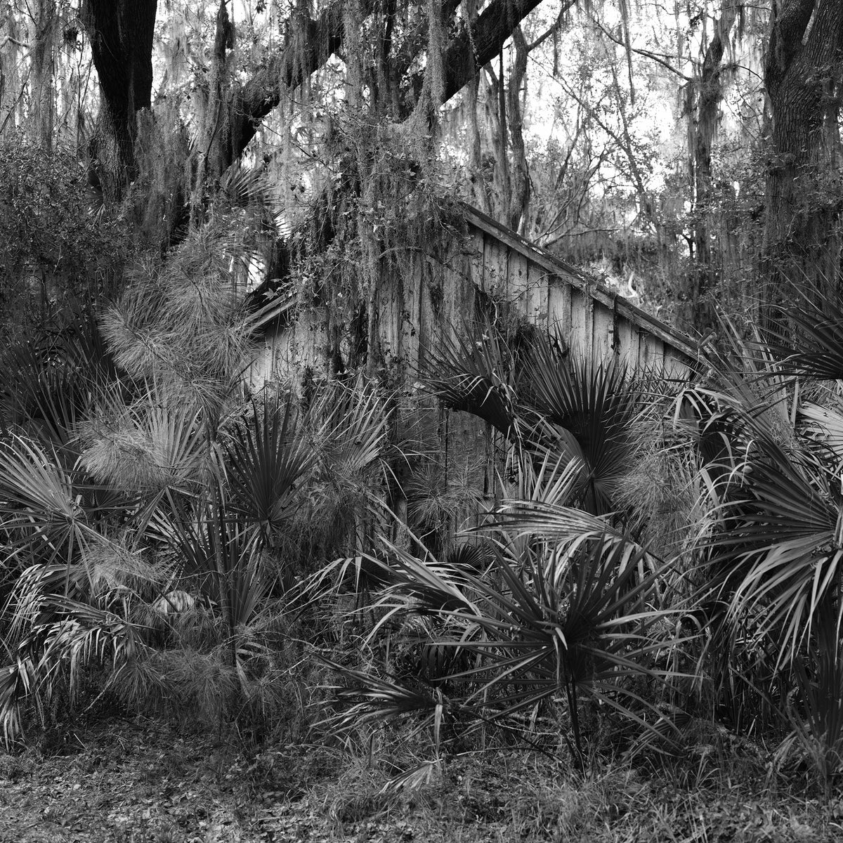 Palmetto