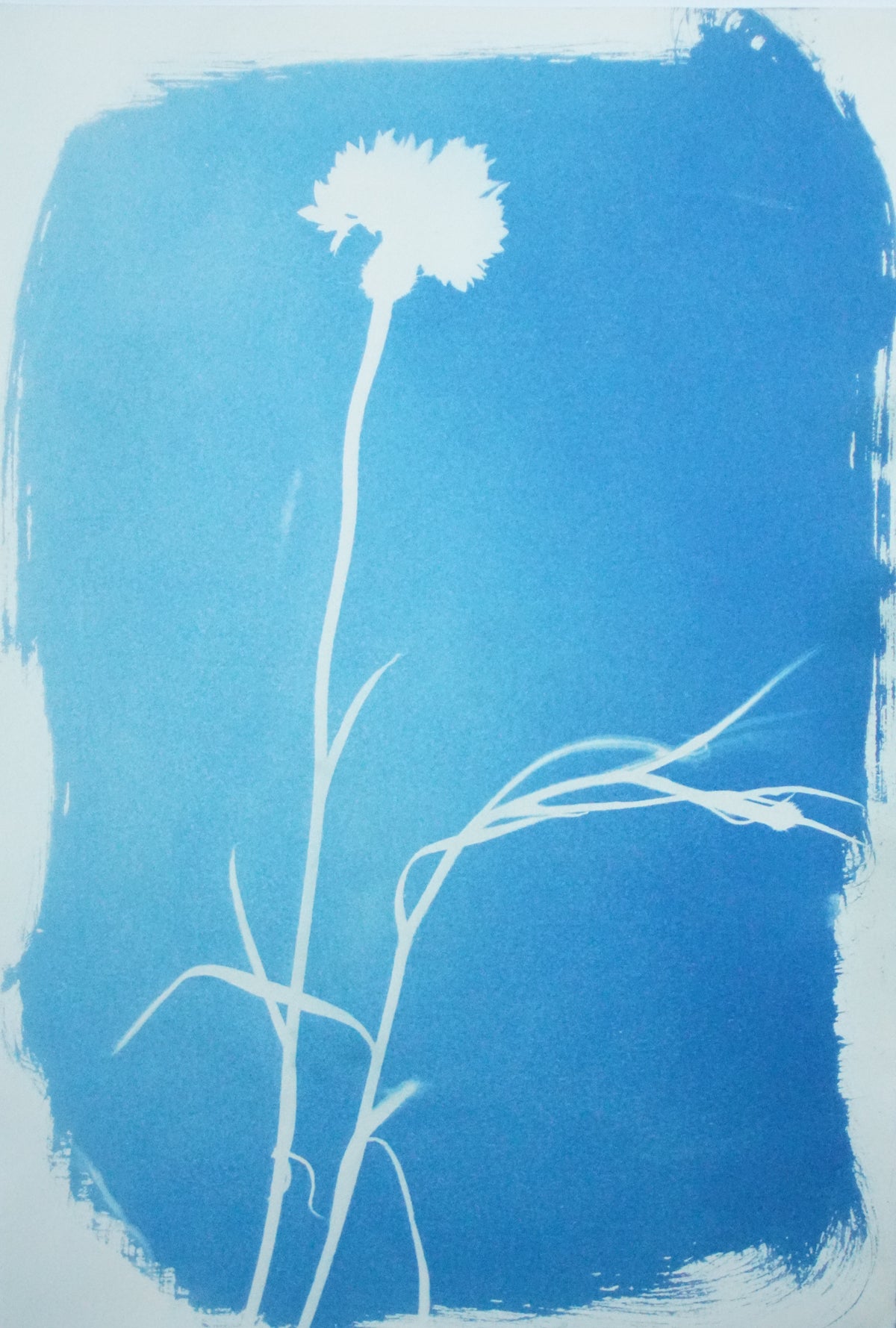 Dianthus