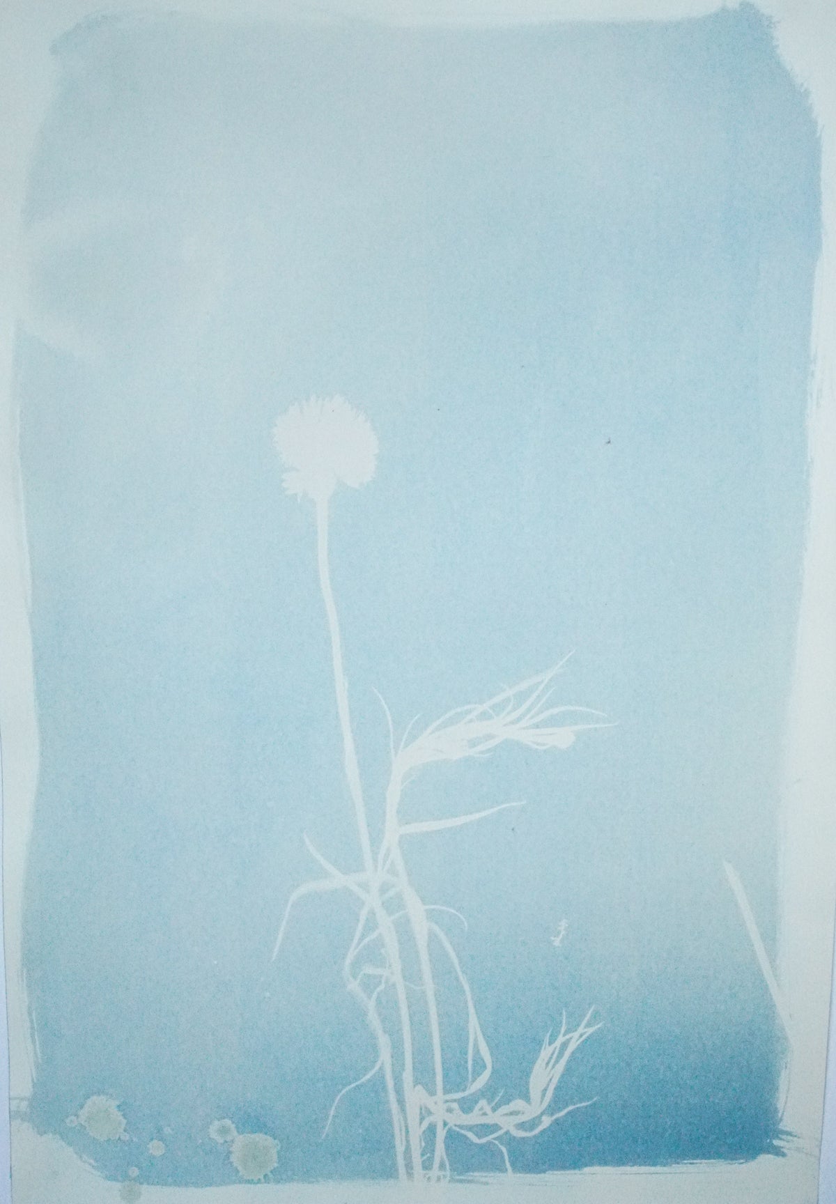 Dianthus