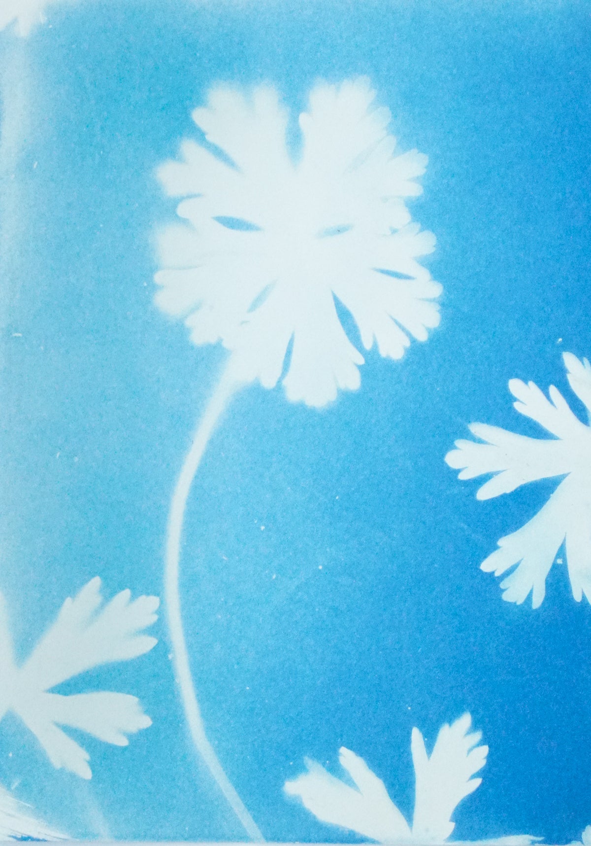 Geranium