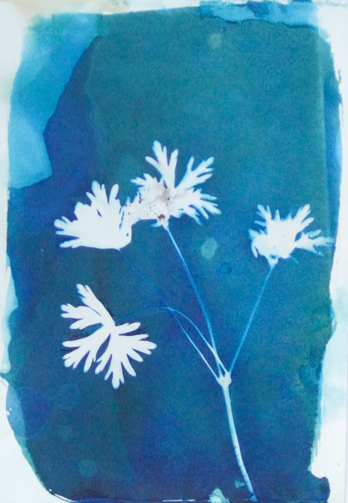 Geranium