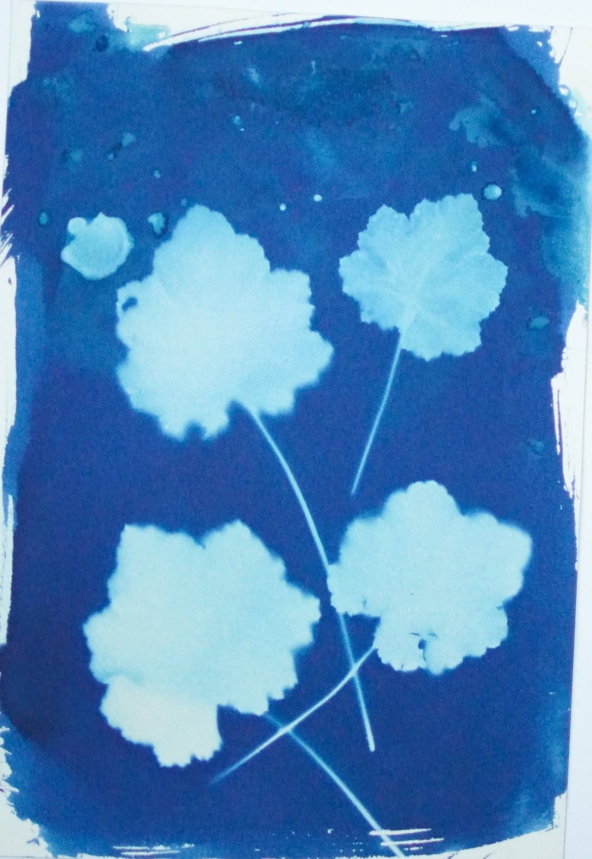 Heuchera 1