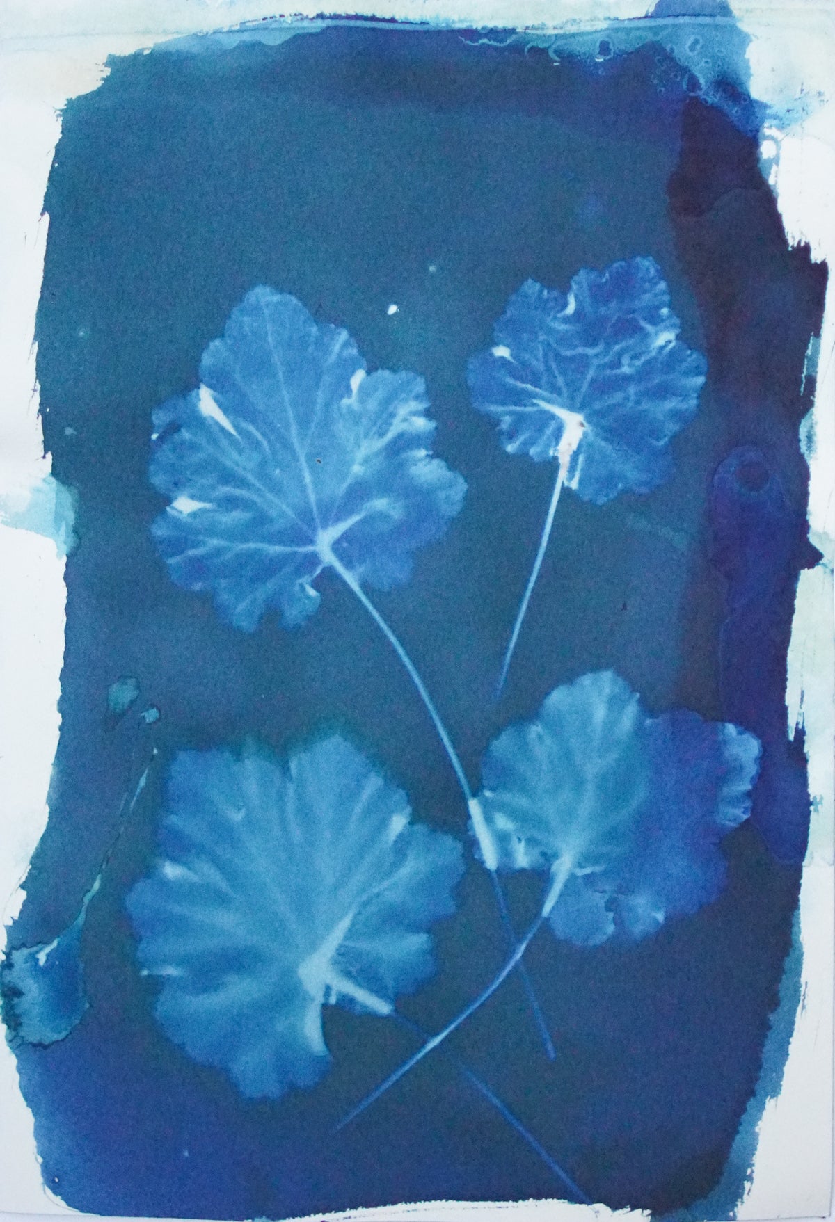Heuchera 2